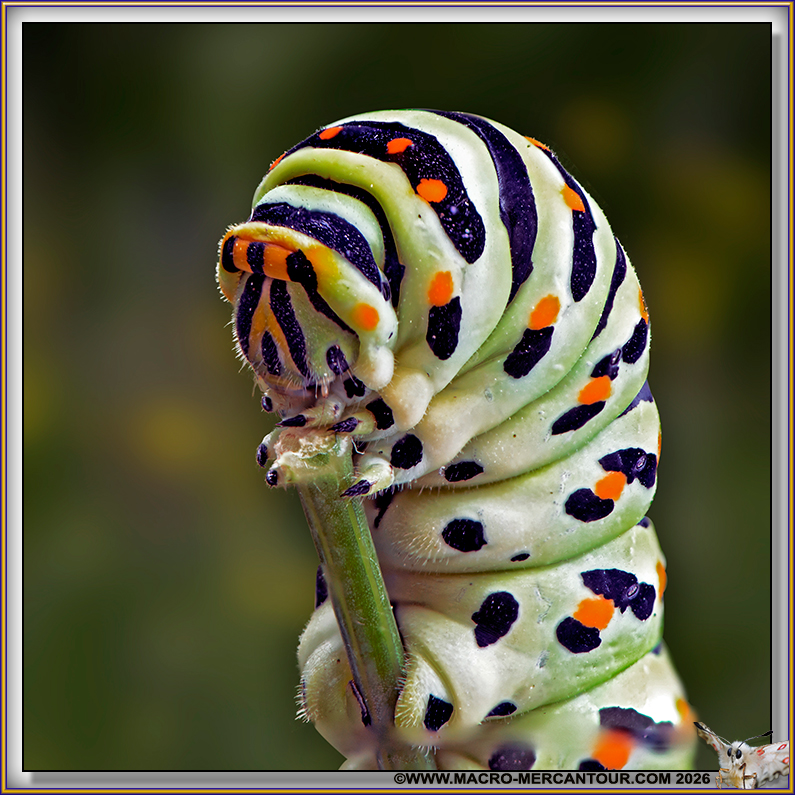 Chenille de Machaons
